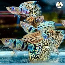 1 Pair - Live Aquarium Guppy Fish High Quality  -  Fancy Yellow Tiger King Cobra picture