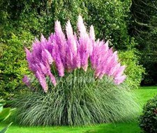 Purple Pampas Grass 200 Seeds Selloana Ornamental Flower Garden Plants picture