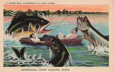 Cokato MN Minnesota Fishing Exaggeration Huge Fish Vtg Postcard 11A picture