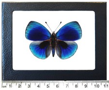 Asterope leprieuri RECTO blue black butterfly Peru framed picture