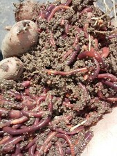 226 grams (1/2 pound ) 600 Red worms picture