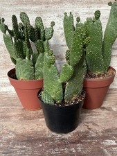 Road Kill Cactus Opuntia rubescens Live 3 unrooted pads  Rare picture