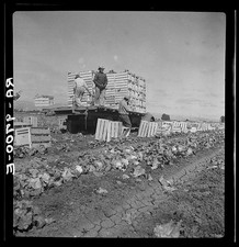 Photo:Salinas California 1936 Lettuce Harvest Fields Workers Truck picture
