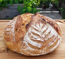 Sourdough Starter Dehydrated Organic - 175+ Yrs Old New England - 15 Gram Bag picture