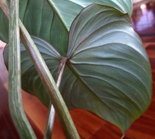 RARE XL Philodendron Gloriosum Pink Back 22