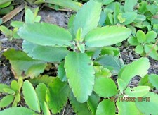 Organic Immune Booster~LEAF-OF LIFE~Live Plant picture