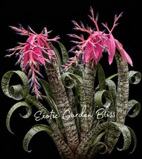 🌸 Quesnelia marmorata ‘Tim Plowman’ Rare Curly Leaf Bromeliad Exotic Plant picture