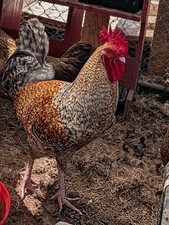 16 Rare Crele Penedesenca Hatching Eggs picture