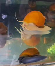 3 Large Live Freshwater Mystery Snails - Golden Ivory/Honey Jade  picture