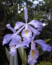 Cattleya maxima var. coerulea (x sib) Orchid Species - RareForm - 5