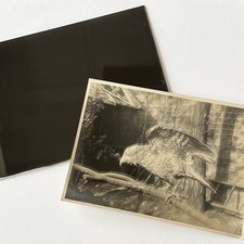 Antique Sepia Photograph Of Bird Eagle Hawk & Original Glass Negative Taxidermy picture