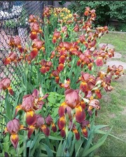 Vintage Tall Bronze Bearded Iris Rhizome picture