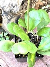 Buy one pot get two types of Hoya Kerrii inner varigated and Hoya Kerrii Green  picture