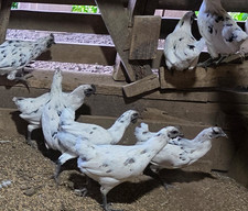 5+ Zombie (Ayam Cemani x White Leghorn) Hatching Eggs | TN NPIP CERTIFIED picture