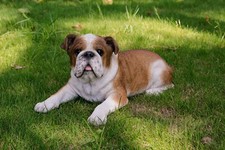 Lying Bulldog Statue Dog Decor Lifelike Garden Decor Yard Porch Home Display picture