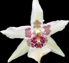 Bllra. Tahoma Glacier 'Sweet Sugar'  Orchid Plant 4” Oncidium picture