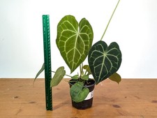 XL Anthurium Clarinervium 8-12