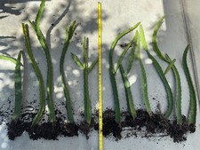 Special sale Yellow Sweet Dragon Fruit Variety“PALORA”  2.0-2.5 Foot with Root picture