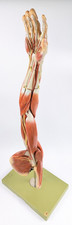 Vtg Anatomical Somso Muscle Arm Model with Shoulder Girdle picture