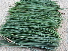 Fresh Eastern White Pine Needles NJ Wild Harvest 1 LB  -  Tea Crafts Natural picture