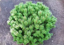 10 Dwarf Swiss Mountain Pine Live Bareroots - 5-6