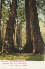 Weidner-The Redwood Twins-Big Tree Grove-Santa Cruz County-Ca-California picture