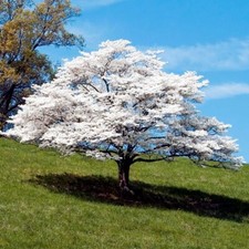 White American Flowering Dogwood Tree Seeds (Cornus florida) Fall Color, Hardy-5 picture