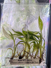 5x Pack Musa SPP. (Nono) Tissue Culture Plants Musa Nono Variegated Banana Plant picture