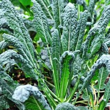 Lacinato Kale Seeds | Tuscan Italian / Dinosaur Kale | Heirloom / Non-GMO | 1097 picture
