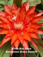 Rooted Epiphyllum Orchid Cactus “Hot Spice’ Growing In 4” Starter Pot. picture
