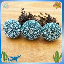 10PCS 3-4cm Astrophytum asterias RareSucculent cactus plant Garden picture
