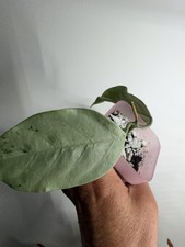 Hoya Coriacea Silver rooted picture