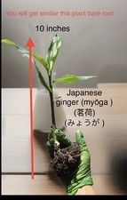 ミョウガ  Myoga Japanese Ginger 05 picture