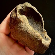 Fossilized Tympanic Bulla Cetacean Ear Bone Fossil 3.53