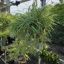 Spider Plant 10 Ready to Root Babies Easy Care Cleans Indoor Air picture