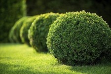 Boxwood Japanese | 10 Live 2 Inch Plants | Buxus Microphylla | Hedge | Evergreen picture