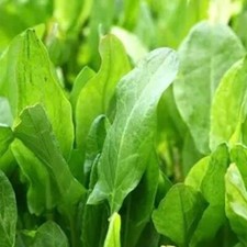 600+ LARGE LEAF SORREL SEEDS (Rumex acetosa) hardy perennial Herb USA picture