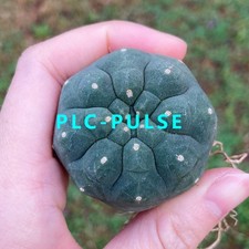 3PCS  Plant Matucana Madisoniorum RareSucculent Cute Cactus 5-6cm picture