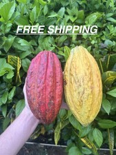 2 Fresh Organic Cacao Pods Natural Cocoa Fruit Premium Tropical Quality  picture