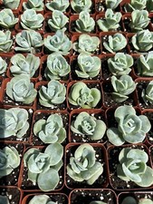 Graptoveria 'Lovely Rose' Succulent Plant In 2” Pot picture