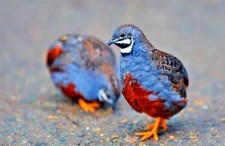 12 Exotic Mystery Pack Button Quail Hatching Eggs Chinese Painted SPECIAL RARE picture