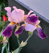 3 'Fabian' Heirloom Purple Bicolor Tall Bearded Iris Rhizomes  - FRESHLY DUG  picture
