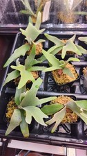 ULTRA RARE Platycerium Yellow Moon Dwarf TC Staghorn Fern  picture
