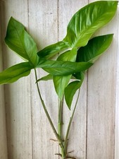 20 Rooted  Plant Cuttings- Arrowhead Vines picture