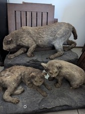 Antique Taxidermy Display Vintage Yellow Eyed Lynx Taxidermy Mother And Cubs picture
