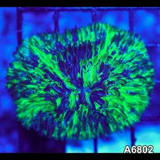 Item#A6802LW6802(S) WYSIWYG Indo Ultra Unique Grafted Fungia picture