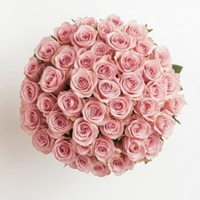 50 fresh pink roses delivered to your door picture