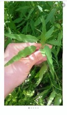 pipicha,pipitza seeds picture