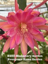 Rooted Epiphyllum Orchid Cactus ‘Monastary Garden’ growing In 4” Starter Pot. picture