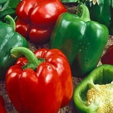 California Wonder 300 TMR Bell Pepper Seeds | Heirloom |  | 1006 picture